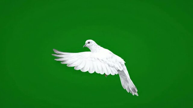 White dove flying isolated on green screen, graceful bird wing flapping motion for compositing and visual effects