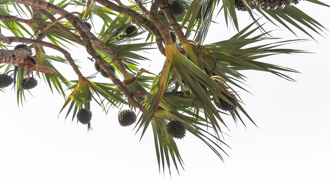 Fruits du pandanus, fond blanc 