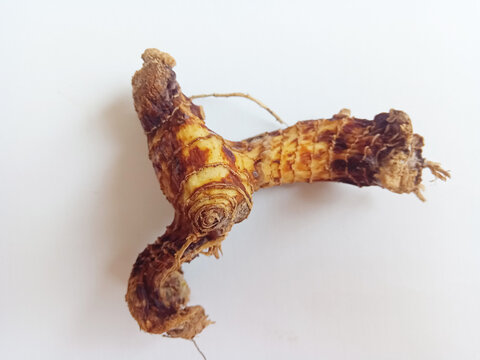 Raw fresh organic galangal rhizome root on clear white background