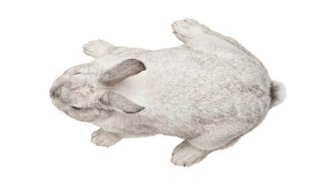 Rabbit top view isolated on transparent background