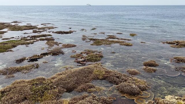 Beautiful corals are exposed during low tide at the edge of Sangalaki Island in the scenic Derawan Archipelago of East Kalimantan, Indonesia. This area harbors extraordinary marine biodiversity.