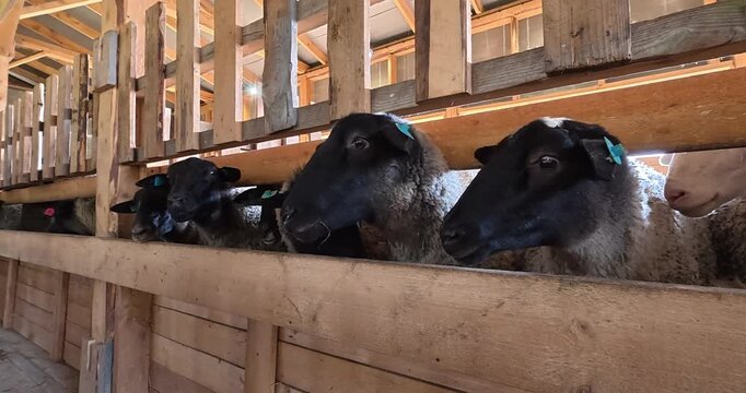 Feeding a flock of sheep on the farm. Farm lifestyle, animal care.