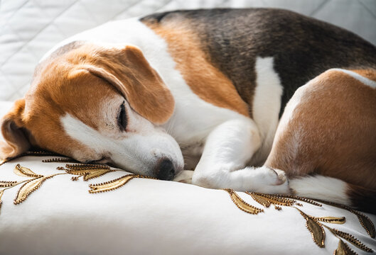 Close-up of a peaceful tricolor Beagle dog sleeping soundly on a white decorative cushion with gold embroidery.