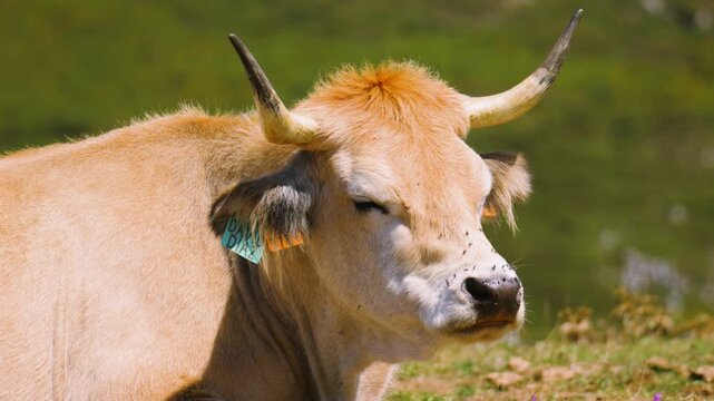 Asturian Mountain Cow with Horns Resting in Northern Spain.