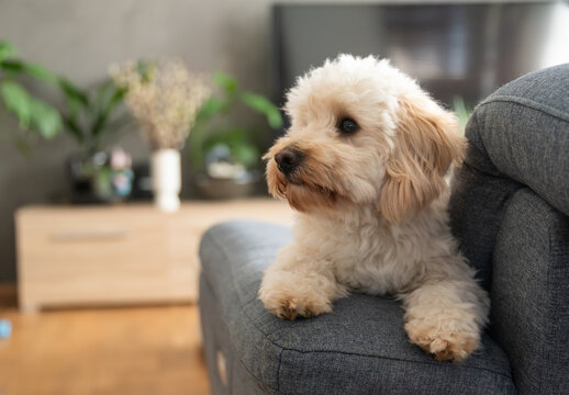 Cute small white Maltipoo puppy sitting on a gray couch in a stylish home living room with plants and TV background.