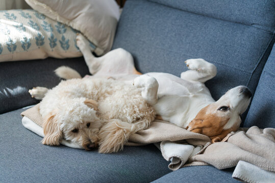Three Adorable Dogs Napping Together on a Gray Sofa with Cozy Blankets and Pillows in a Sunny Living Room Interior