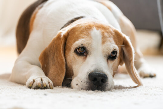Sad Beagle Dog Lying on a White Shag Rug with Droopy Ears and Soulful Eyes Looking Directly at the Camera
