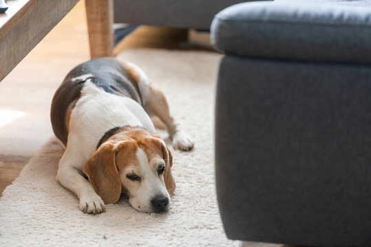 Resting Beagle Dog Lying on a Plush White Shag Rug in a Cozy Sunlit Living Room with Modern Furniture