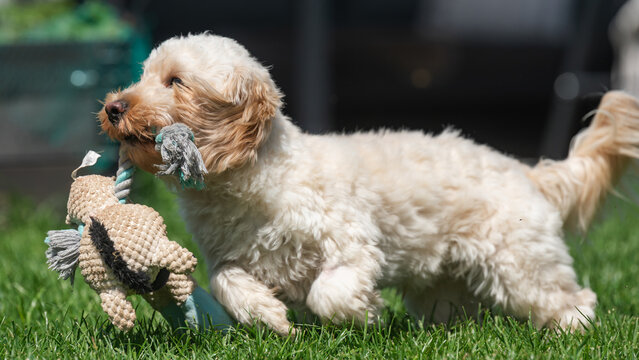 Adorable Maltipoo Puppy Running and Playing with a Rope Toy on a Sunny Green Lawn in a Garden