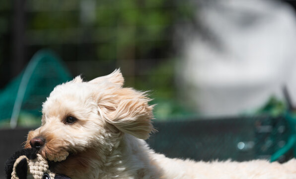 Close-up of a cute white fluffy Maltipoo dog chewing on a black and white crocheted toy in a sunny backyard garden.