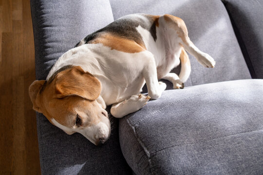A peaceful tri-color beagle dog sleeping comfortably on a grey fabric sofa in a cozy living room home interior