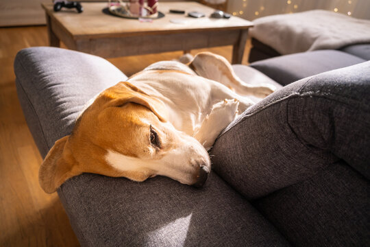 A Peaceful Beagle Mix Dog Sleeping on a Grey Fabric Sofa in a Cozy Sunlit Living Room with a Wooden Coffee Table