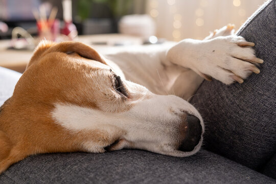 Close-up of a peaceful tri-color beagle dog sleeping soundly on a textured grey sofa in a cozy living room