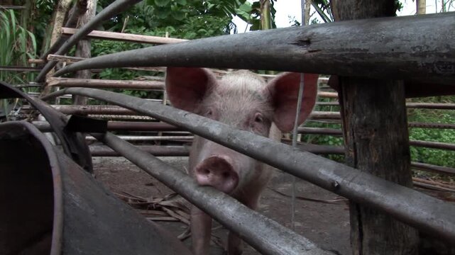 Close-up of a curious pink pig peeking through a rustic wooden pole fence in a rural Nigerian village, with green tropical foliage in the background.