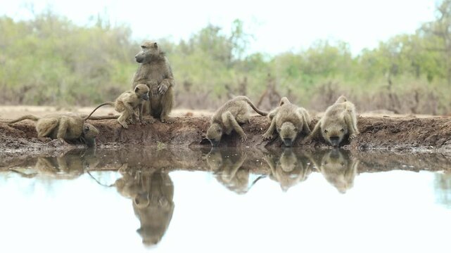 A female chacma baboon, sits and watches five young baboons drinking at a waterhole. Filmed from a low angle in Mashatu Game Reserve, Botswana.