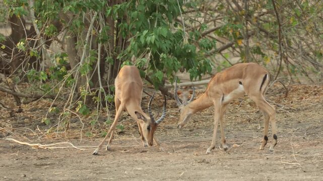 Two sub adult impala rams engage their horns in a playful sparring match, practicing their fighting skills in the wild. in Mana Pools National Park, Zimbabwe,