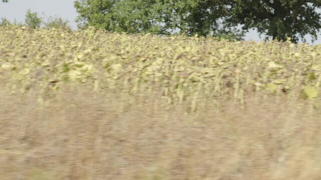 Moving Shot Along Dried Out French Crops from Dry Summer Season.