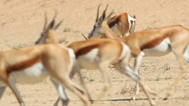 A springbok grazes in the arid landscape of the Kgalagadi Transfrontier Park, South Africa, while a herd moves through the foreground.