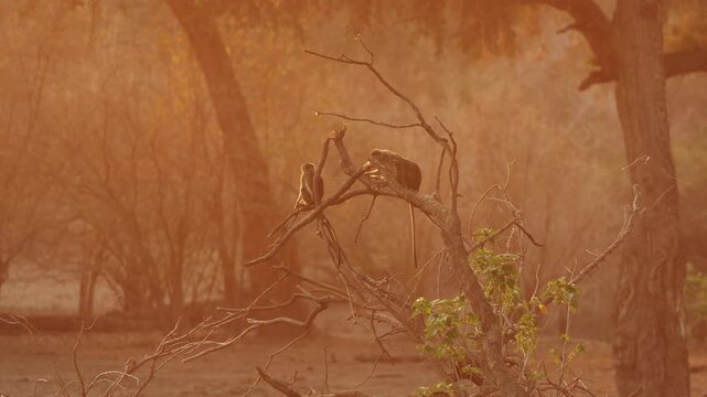 Three Vervet Monkeys sitting in a fallen tree in the warm golden light of Mana Pools National Park, Zimbabwe.