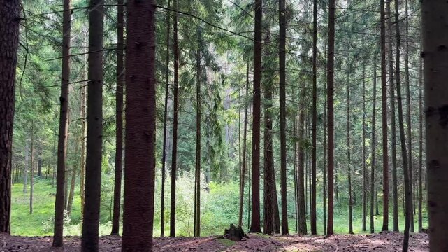 Coniferous forest camera movement past numerous tall pine tree trunks in sunlight. Green woodland landscape with natural tree stems and bright sun rays. Wild pine forest environment on