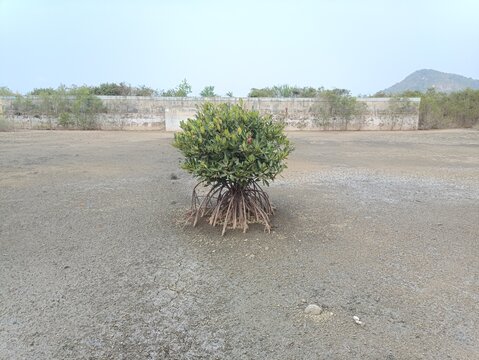 Solitary Mangrove Tree with Stilt Roots in Mudflat