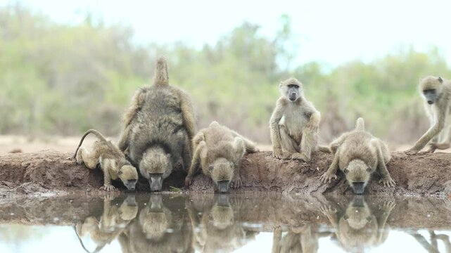 Closeup of a female chacma baboon, and four young baboons bending down for a drink at a waterhole. Filmed from a low angle in Mashatu Game Reserve, Botswana.