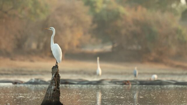 A Great Egret perches on a tree stump rising from the water in Mana Pools National Park, Zimbabwe, while a group of hippos rests in the water in the background, surrounded by additional waterbirds.