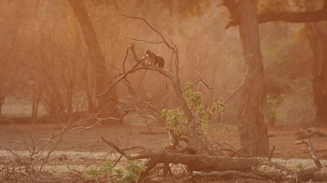 Three Vervet Monkeys climb up a fallen tree in the warm golden light of Mana Pools National Park, Zimbabwe.