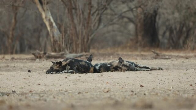 A pack of African Wild Dogs lie back to back while sleeping in the sand in Mana Pools National Park, Zimbabwe, filmed from a low angle.