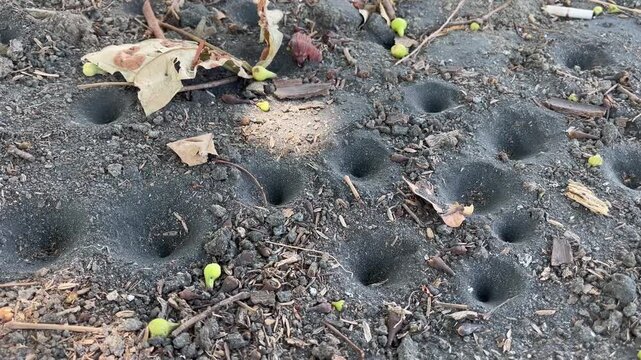 Close up view of antlion larval pits colony on dry sandy soil