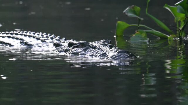 Full size crocodile, on the Kinabangtan River, in Borneo.