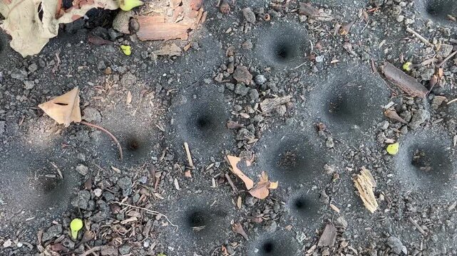Antlion larval pit traps in dry soil ground texture