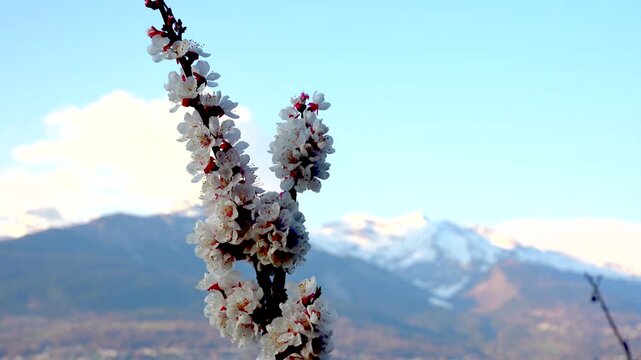 Closeup view of apricot blossoms with snowy mountain peaks in background, Rh&ocirc;ne