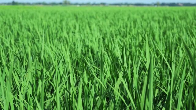 Motion view shot of Indian agricultural village. Shoot by DJI Pocket 4p combo creator camera.