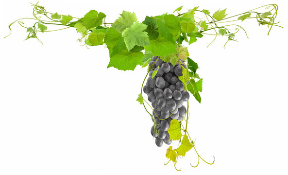 Vignes et grappe de raisin 