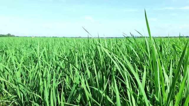 Motion view shot of Indian agricultural village. Shoot by DJI Pocket 4p combo creator camera.