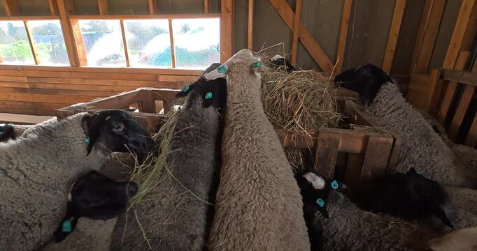 Feeding a flock of sheep on the farm. Farm lifestyle, animal care.