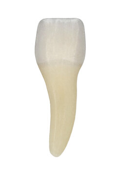 Realistic single tooth model with clear and smooth surface details