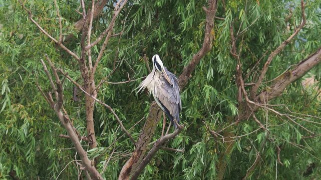 Grey heron (Ardea cinerea) grooming on a willow branch before taking flight during summer in Europe.