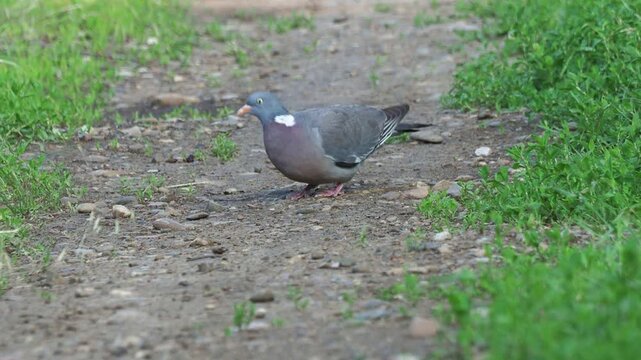 Common wood pigeon (Columba palumbus) searching for food and small stones on the forest floor