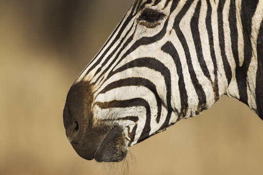 View of a zebra's head in profile, highlighting the distinct black and white stripes and dark muzzle in the natural habitat of Kruger National Park, South Africa.