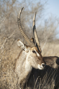 View of a male waterbuck with long curved horns standing in the dry savanna grass of Kruger National Park, South Africa.