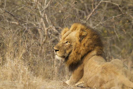 View of a majestic male lion with a thick mane resting in the dry grass of the savanna in Kruger National Park, South Africa.