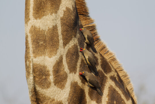 View of three red-billed oxpeckers perched on the patterned neck of a giraffe in Kruger National Park, South Africa.