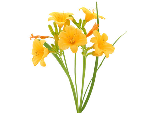 Reblooming daylily with yellow flowers isolated on white (Hemerocallis Stella de Oro)