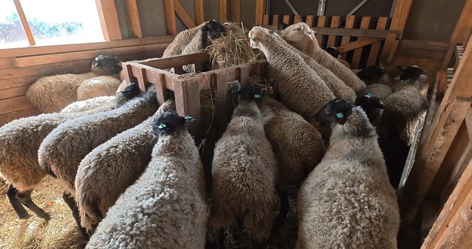 Feeding a flock of sheep on the farm. Farm lifestyle, animal care.