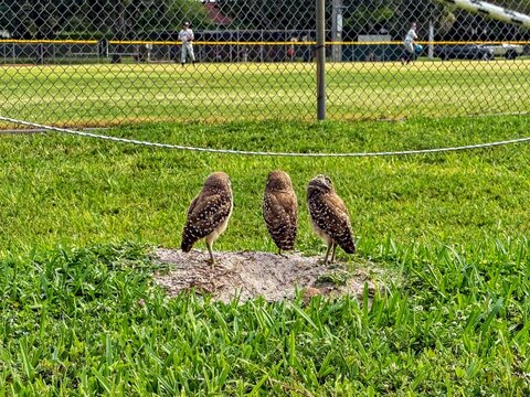 View of three burrowing owls standing on a sandy patch in a grassy field near a baseball diamond in Florida, United States.