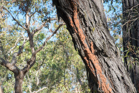 Australian Outback scenery, bushland and bushland details in Far North Queensland, Mount Surprise region