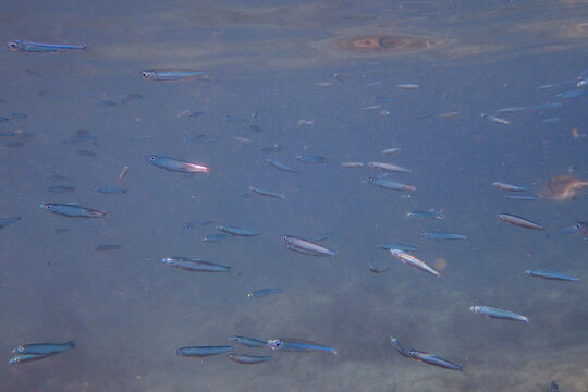 Shimmering School of Silversides Beneath Water Surface