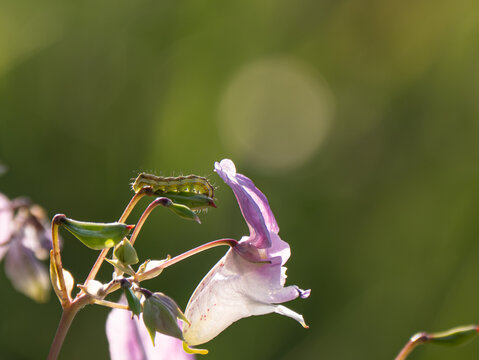Raupe eines Eulenfalters (Erebidae und Noctuidae) an Dr&uuml;sigem Springkraut (Impatiens glandulifera)